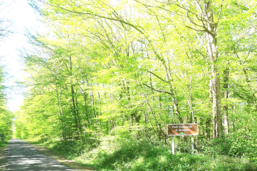 Route dans la forêt de Moulière