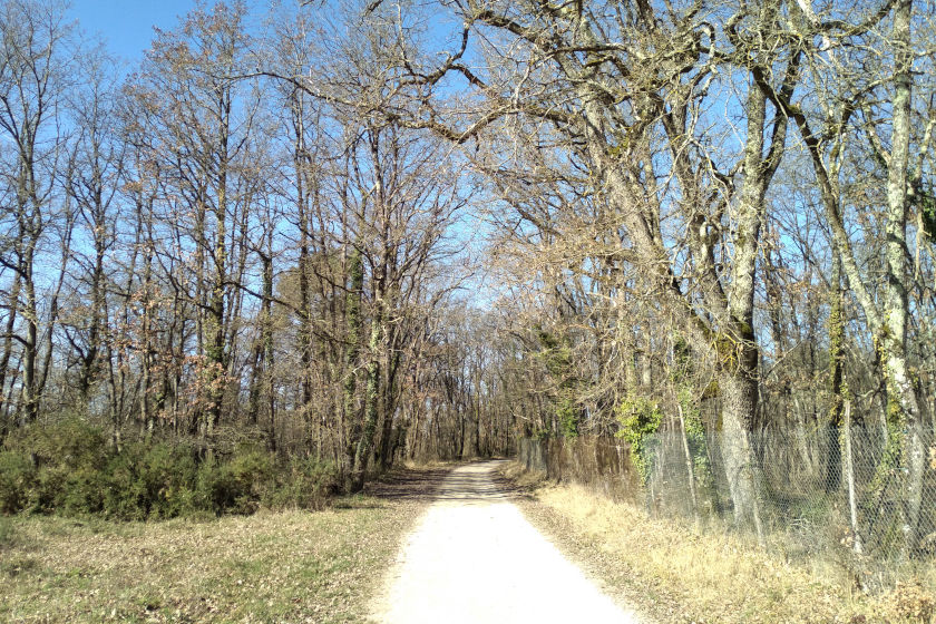 Chemin de forêt